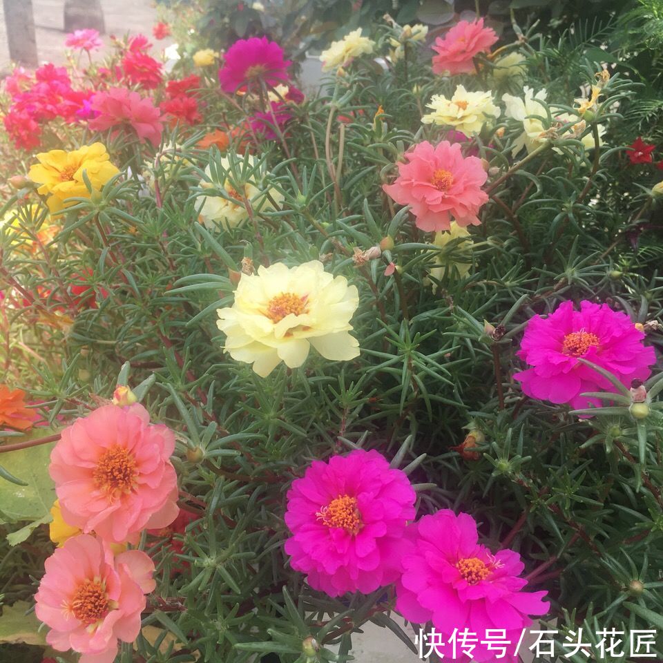 天气越热，越能开爆盆的“5种花”，阳台各养1盆开花上千朵
