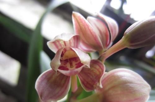  香味|气质最高贵的兰花，花色靓丽，香味浓烈，是兰友们梦寐以求的品种