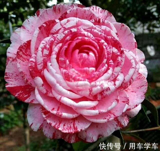 10种花特耐寒，零下5度也能养，冬天也有花看！