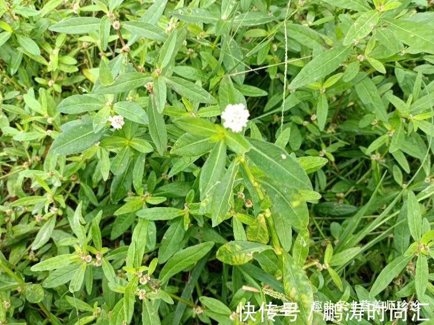 白发|花开像莲蓬,茎内全是墨水,能使白发变黑发,可惜很多人不认识