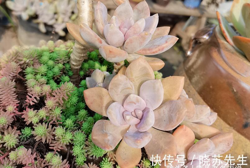 玉吊钟|有些多肉几年没人管都不会死?据我所知有5-6个品种的确如此强横