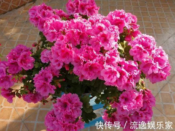 球兰|5种花不用管，盆栽地栽都好养，自己就能长成大花球，花开还惊艳