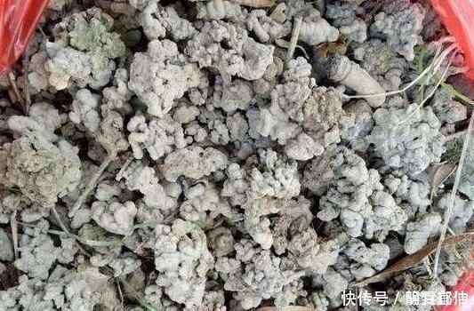 养花|用生根水、淘米水养花,都赢不了这种“万能水”,养啥旺啥