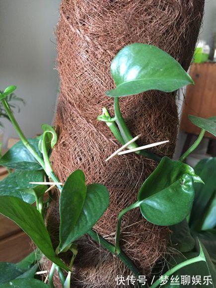 君子兰|老花农1句话,茶花养的花大叶绿,比看书还长知识!