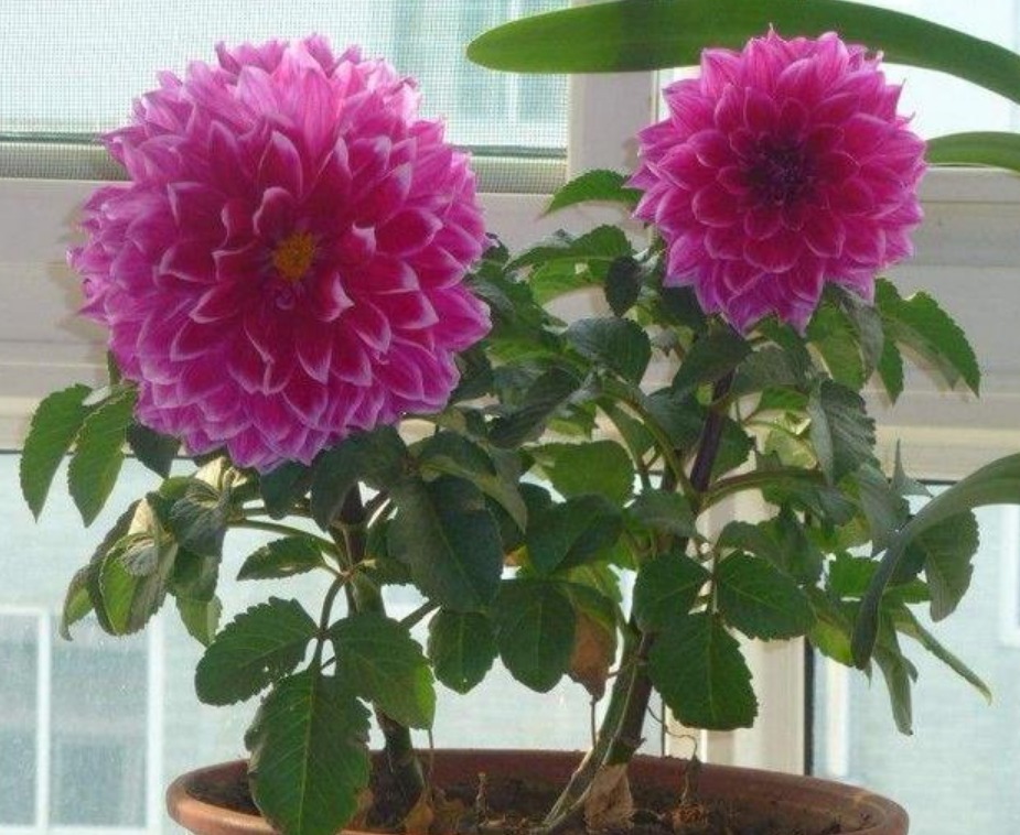 4种花最适合夏天养，不怕热不怕晒，阳台养两种，夏天变花海！