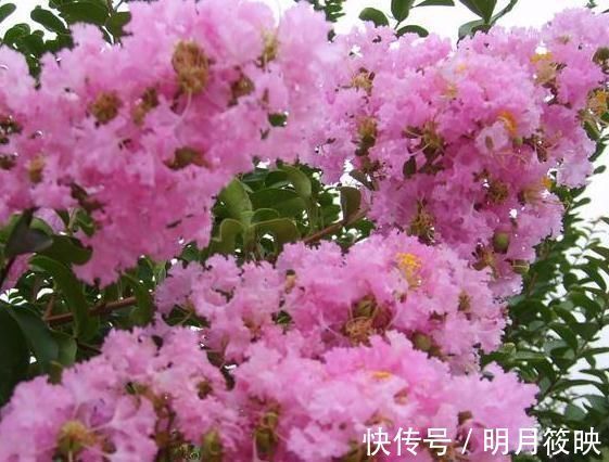 紫薇花紫薇花|3种“室内花”好看又好养,一月不管也能赏花,还去异味、吸烟尘