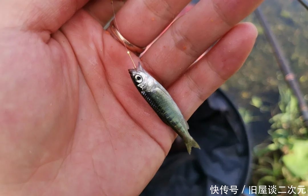 别再问野钓用什么线组!只要鱼够多,大力马照样连杆上