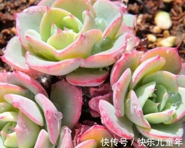 深秋，虐着养多肉奶油黄桃，3招养出红叶边，太漂亮了