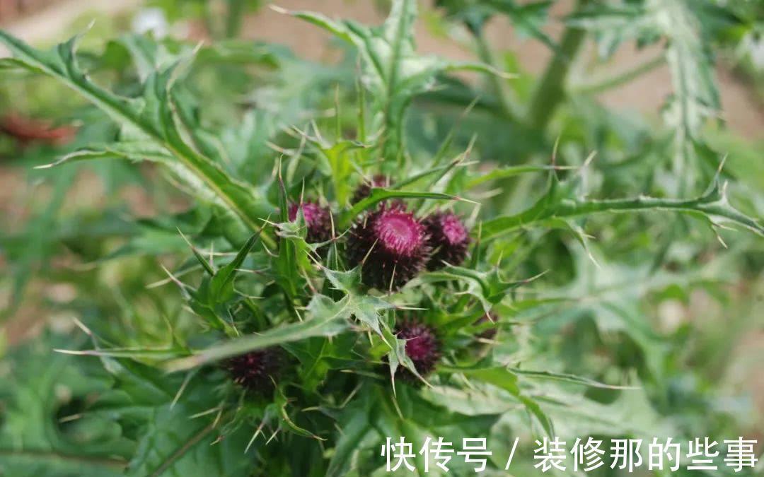 叶子|若长在您家房前屋后，记得采叶子就好，请别挖根，价值真的好珍贵