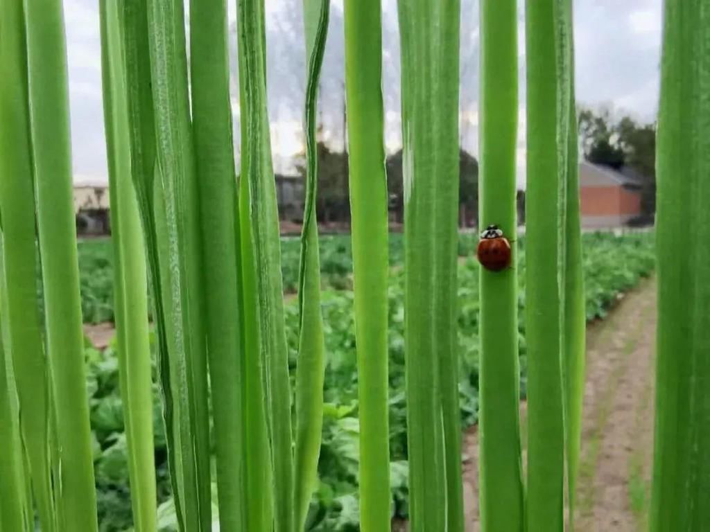  萝卜干|涡阳人过冬必须吃的“硬菜”，你最喜欢啥？