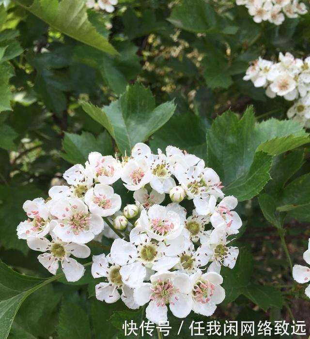 老刘|吃饭吃到撑涨难受怎么办，老刘告诉您一个小妙招，特管用