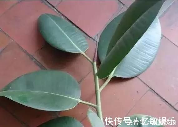枝条|养花爱好者看过来这15种花现在“扦插”,生根快,一个周就长芽
