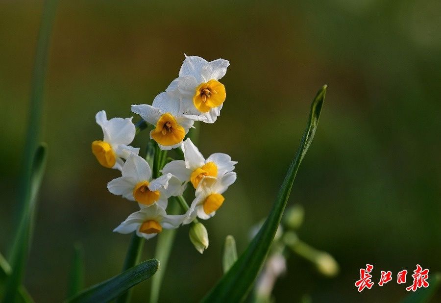 胡颓子|1月大寒时，雪花无约群芳有信