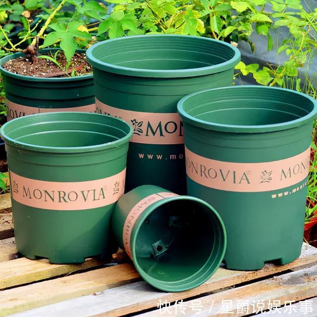 花草|6种花盆，不适合养花，难怪长势不好，扔了吧