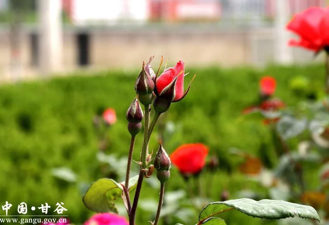 满城|【美丽甘谷】甘谷：月季花开醉满城