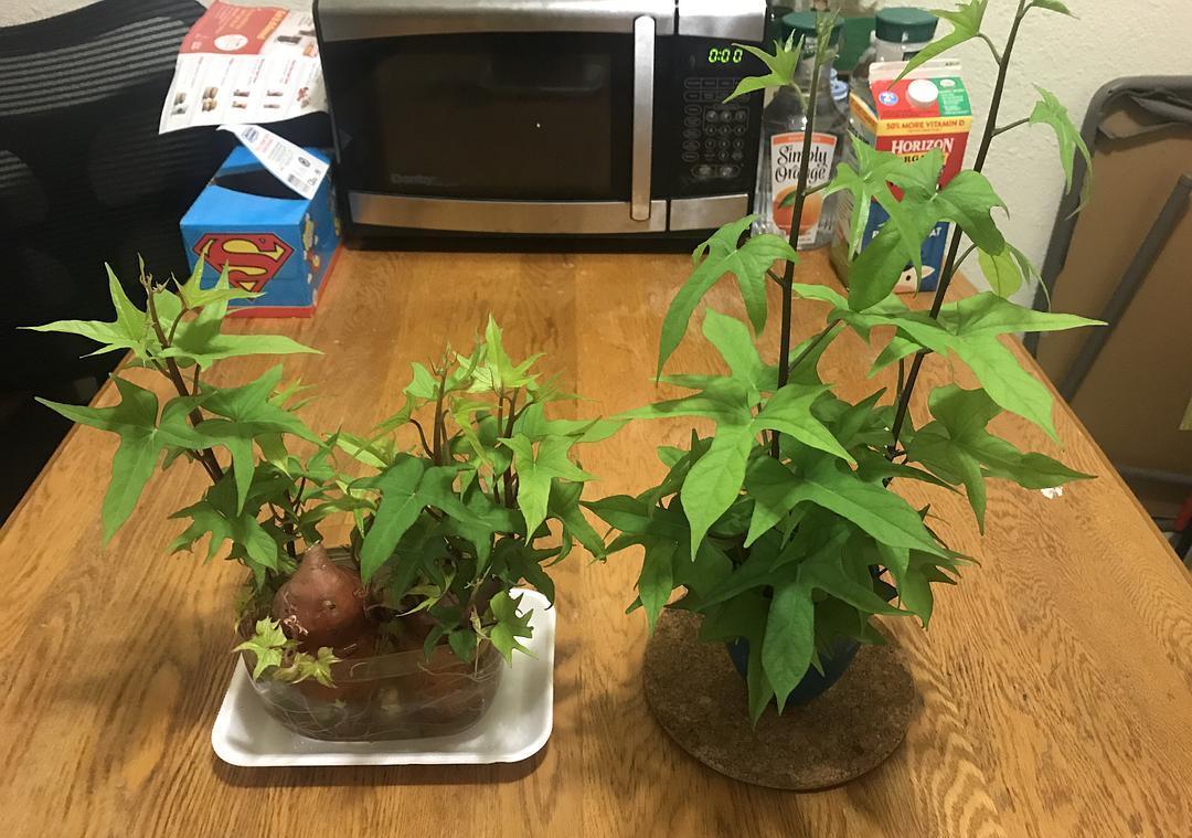 浇灌|这6种常见药，人吃不完就拿来养花，操作简单，效果好