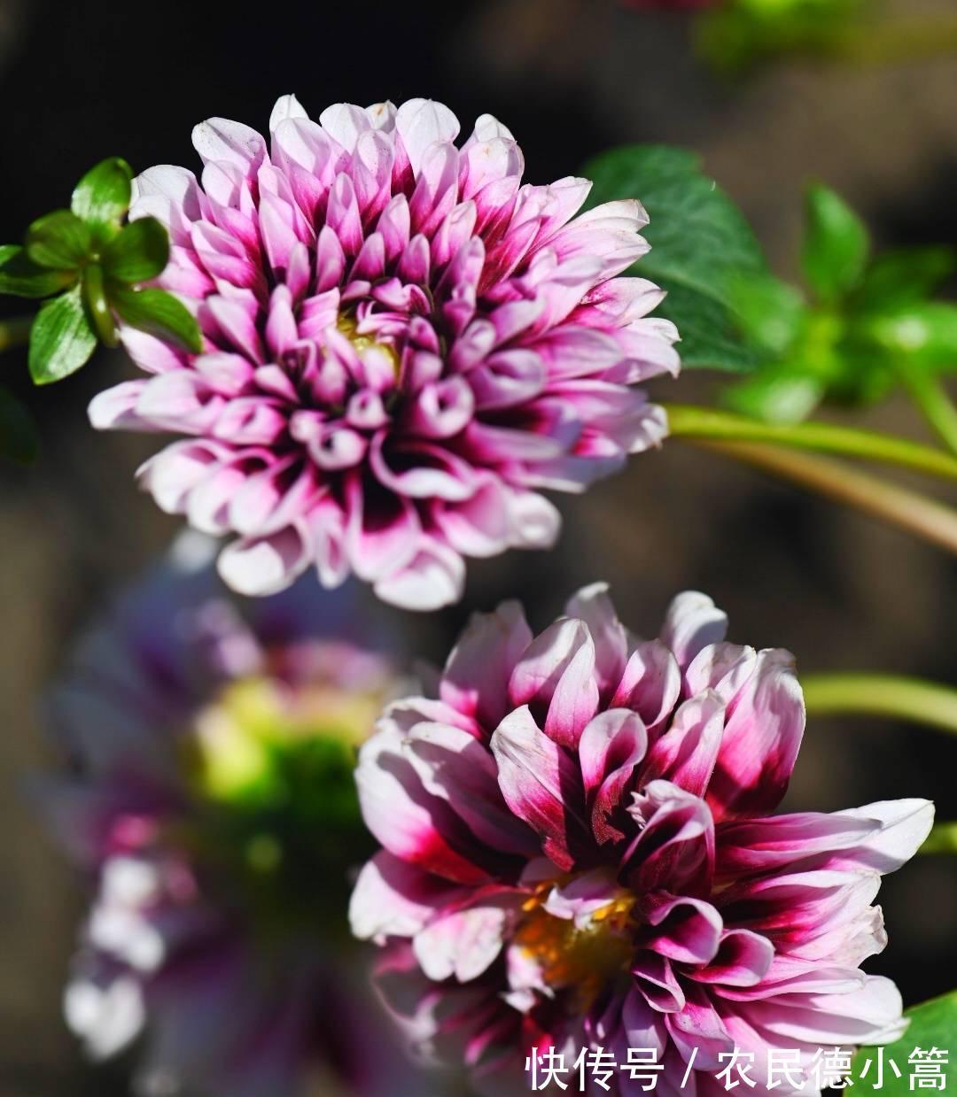 大红色|露台、小院可养一种花，花比碗口大花色鲜艳，开不停