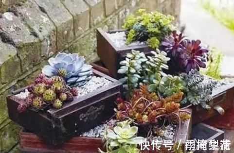 花盆|除了花盆之外,这些东西也是绝佳的养花神器,你用过吗?