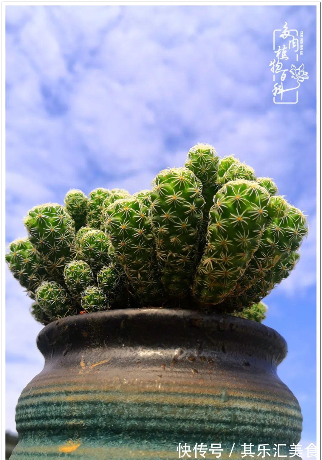 胧月,它生了一场大病!