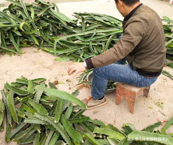 养花|能吃能观赏的火龙果，如何盆栽教你两招，来年还能吃上果实