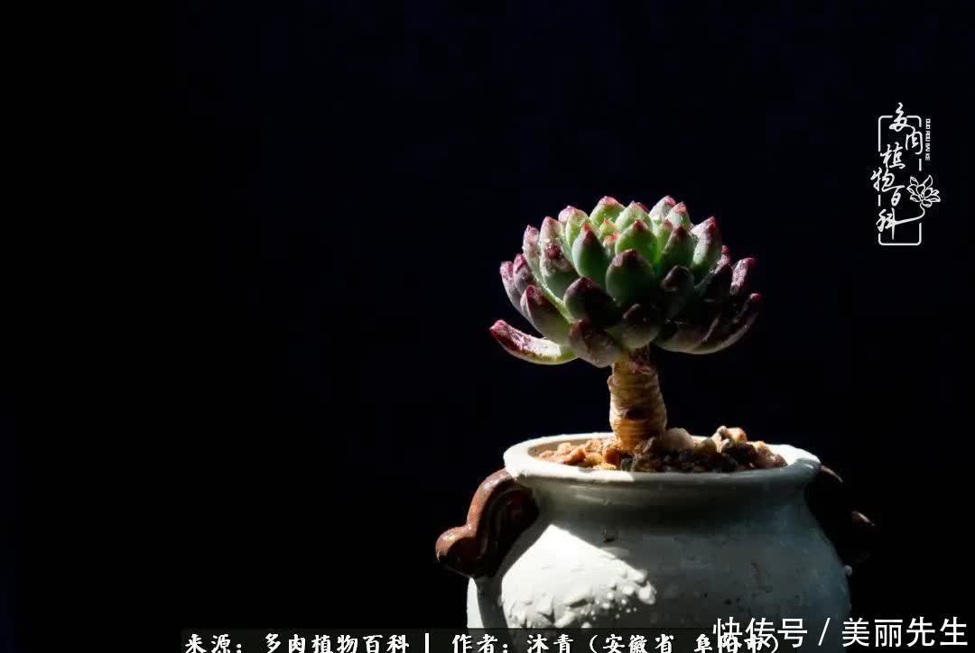 多肉——入了我的时光画卷!