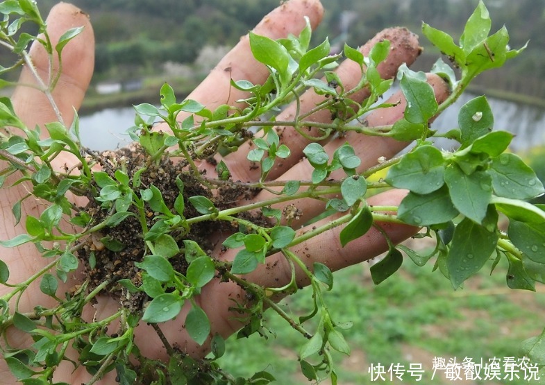 农民见了连根拔,殊不知是价值珍贵的“和尚菜”,有乌发作用