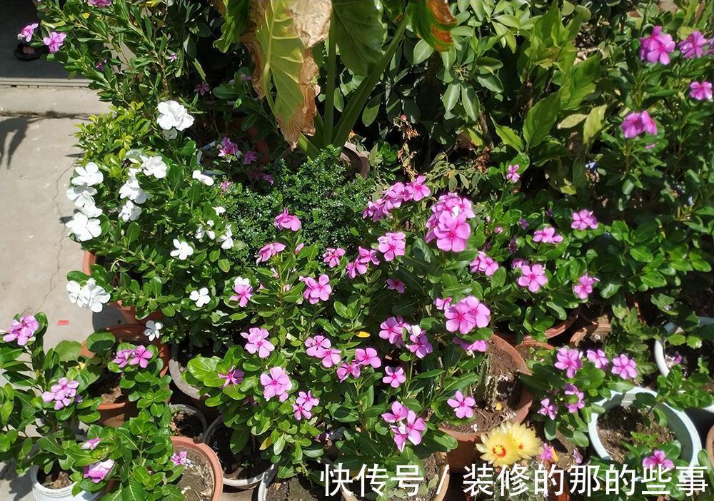 光辉岁月|5种“漂亮花”,40度高温依然爆花球,开花200天,越热花越多