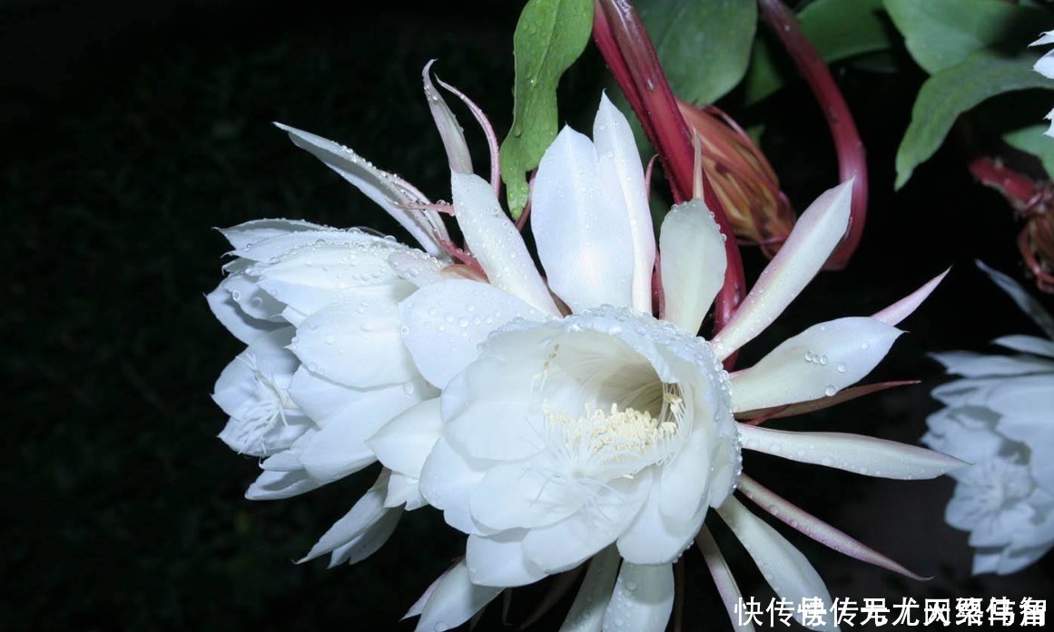 施肥|“昙花一现”太惊艳,想试着养又担心养不好,做好这些坐等花开