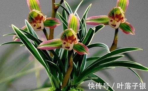 兰中珍品“帝王妃”,花开多色,香味淡雅,叶片圆润,不可多得