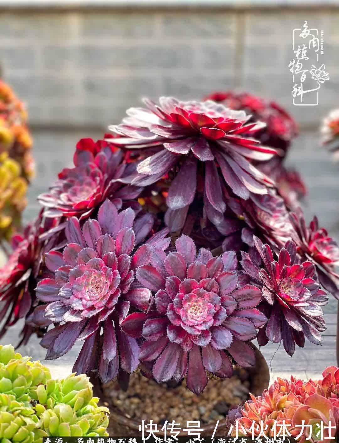 多肉|繁华落幕尽铅华,姹紫嫣红刹那,余生不长,因爱而芳华!