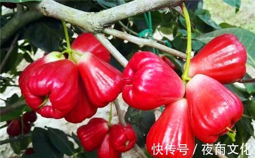 排毒祛湿|好食物吃出好身体,女性常吃以下4种食物,排毒祛湿,滋养皮肤