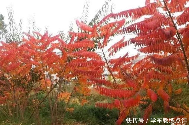 步行街|「本土」爱的季节