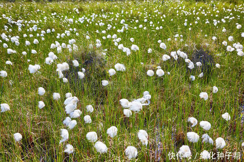 这是什么草，长得像羊胡子，比花还要美，羊胡子草有什么用？