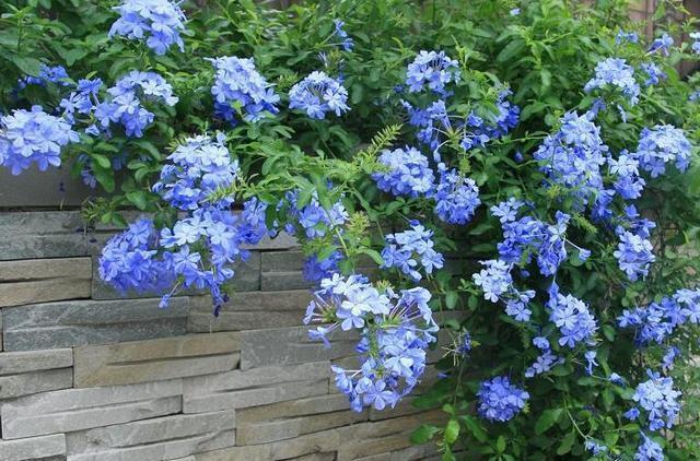 养殖|炎炎夏日独享一份孤独之美,蓝雪花养殖技巧