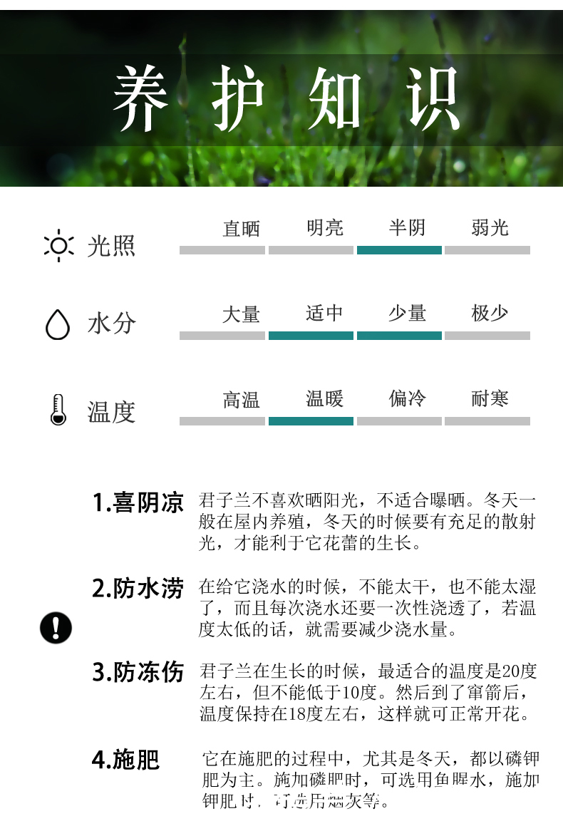 想养|要想养“君子兰”发芽快、年年开花、花期长,四个关键点!