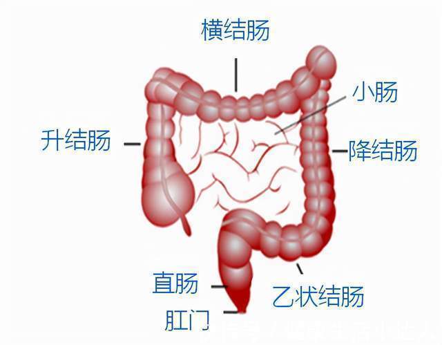 大便|常吃4种食物,毁掉肠道健康,教你一个简单方法,识别肠癌
