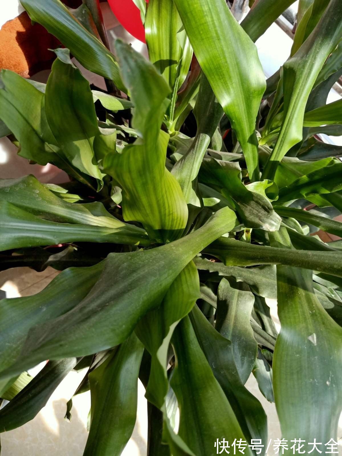 绣球花|中秋节一到，送礼太疯狂，不同的人适合送不同的花