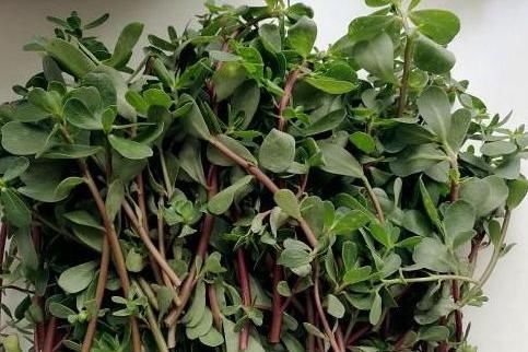 熱毒病|養(yǎng)生多吃幾種野菜，預(yù)防疾病，好處多，大家摘來(lái)吃，是不錯(cuò)的選擇