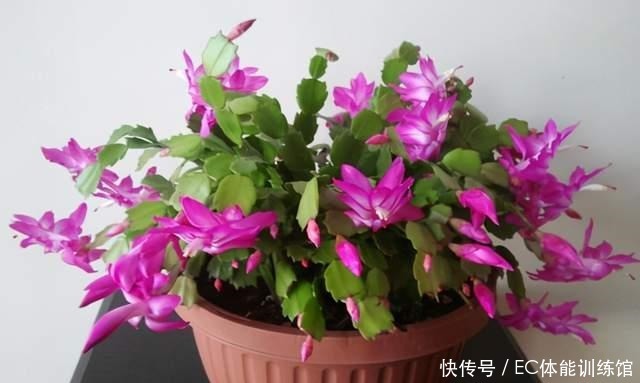 下个月是蟹爪兰的关键时期,有3个细节要注意,否则开花掉一半!