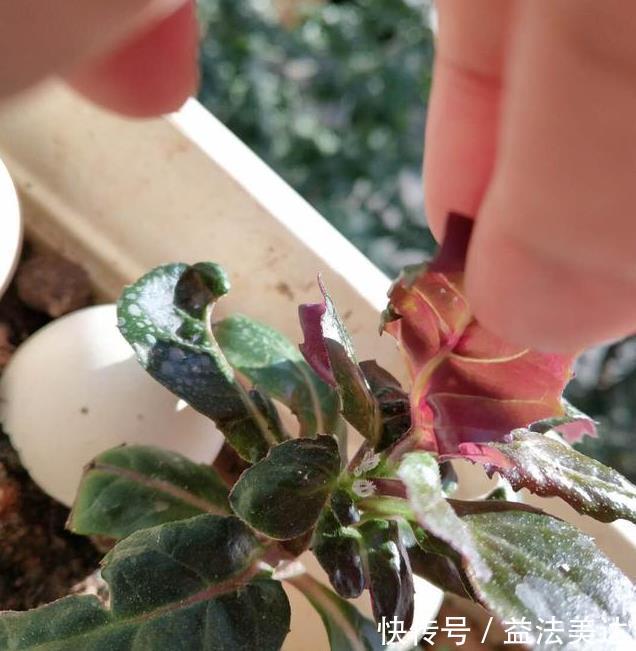养花前一个小妙招,十年不生虫,叶子油亮翠绿,花朵蹭蹭冒