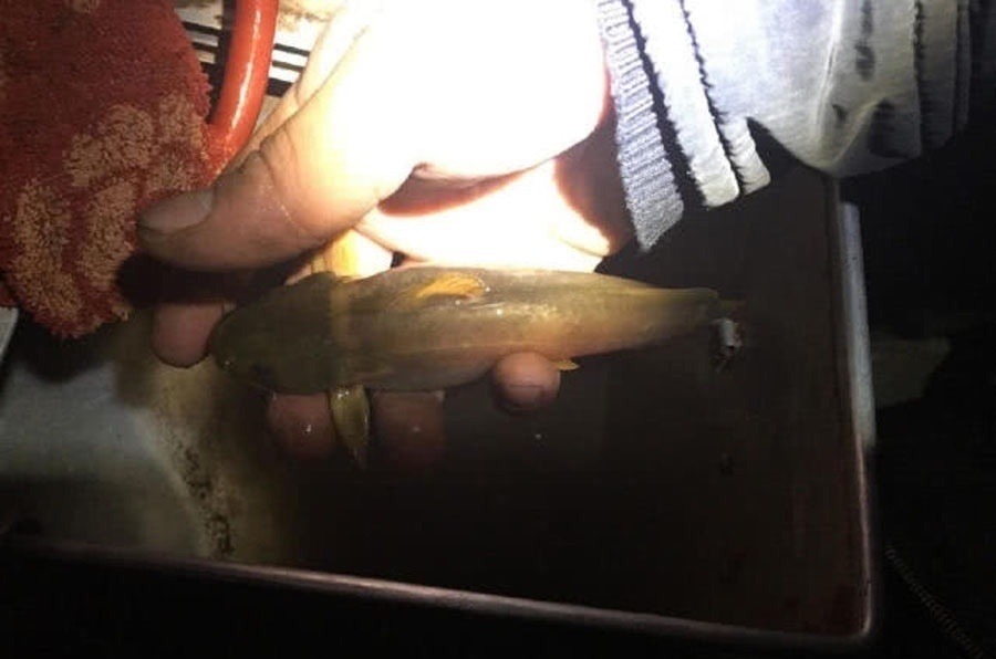 洪水过后去钓鱼，这么大的黄颡鱼，还是头一次钓获