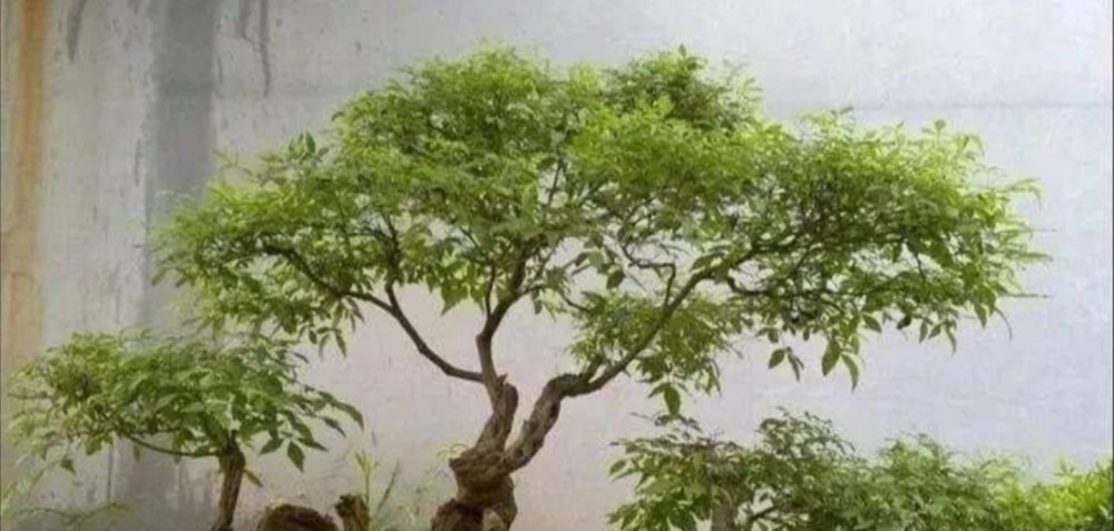野外5种常见的树，制作成盆景，美观大方，观赏价值高