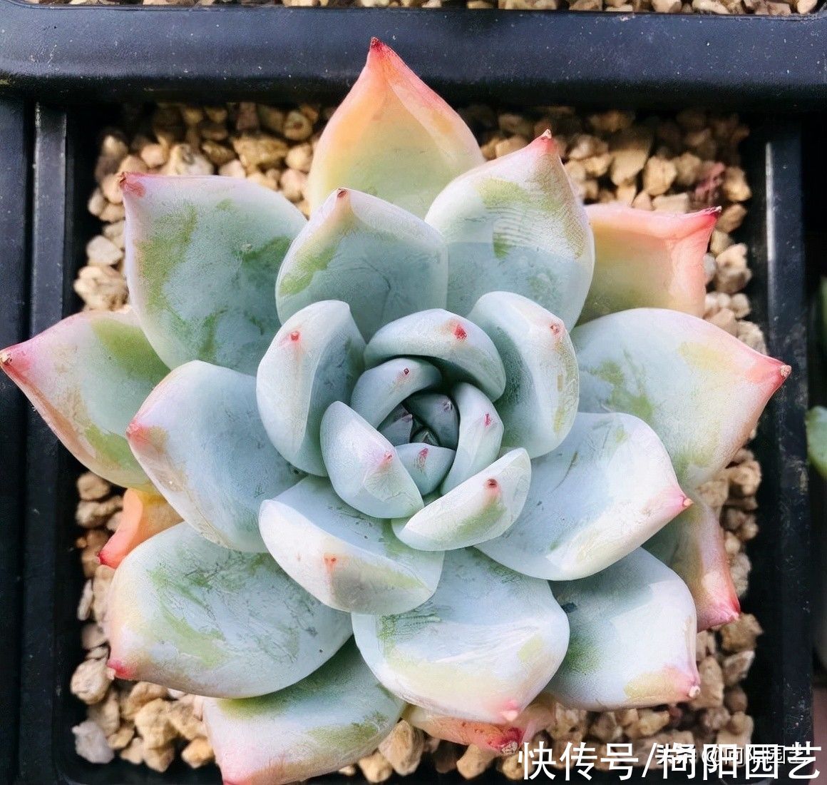 养多肉不会配土,就用8成麦饭石,加上2成泥炭土,实用不烂根