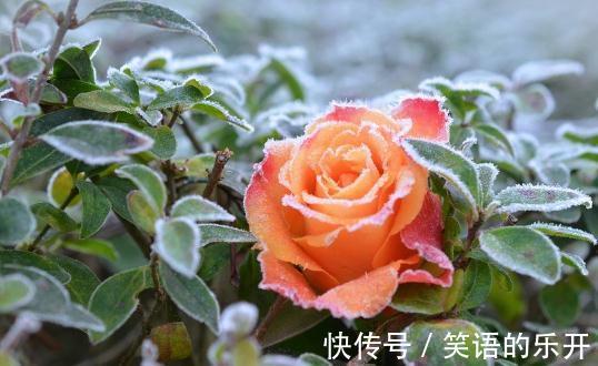 八大养花栽培基质,你喜欢哪一个