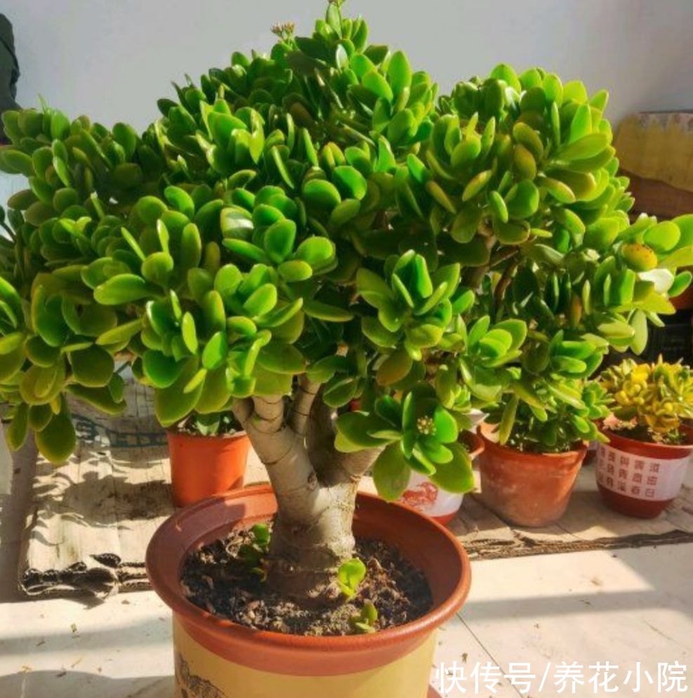 玉树养成老桩，5个关键养护缺一不可，难怪长得太慢