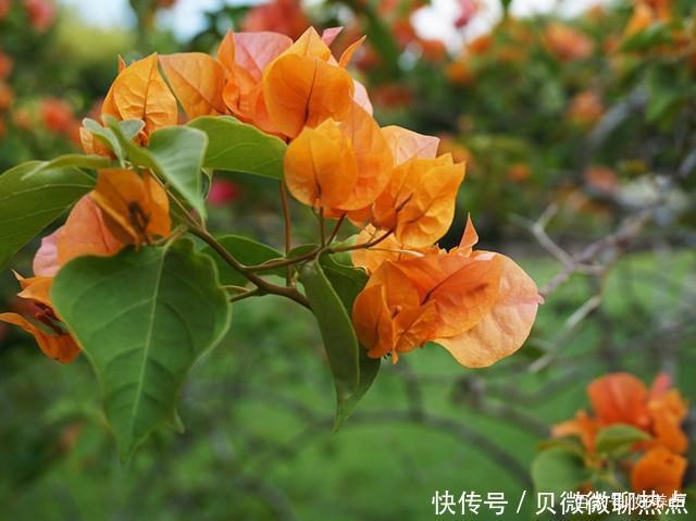 盘点三角梅十大常见品种,哪一种最名贵