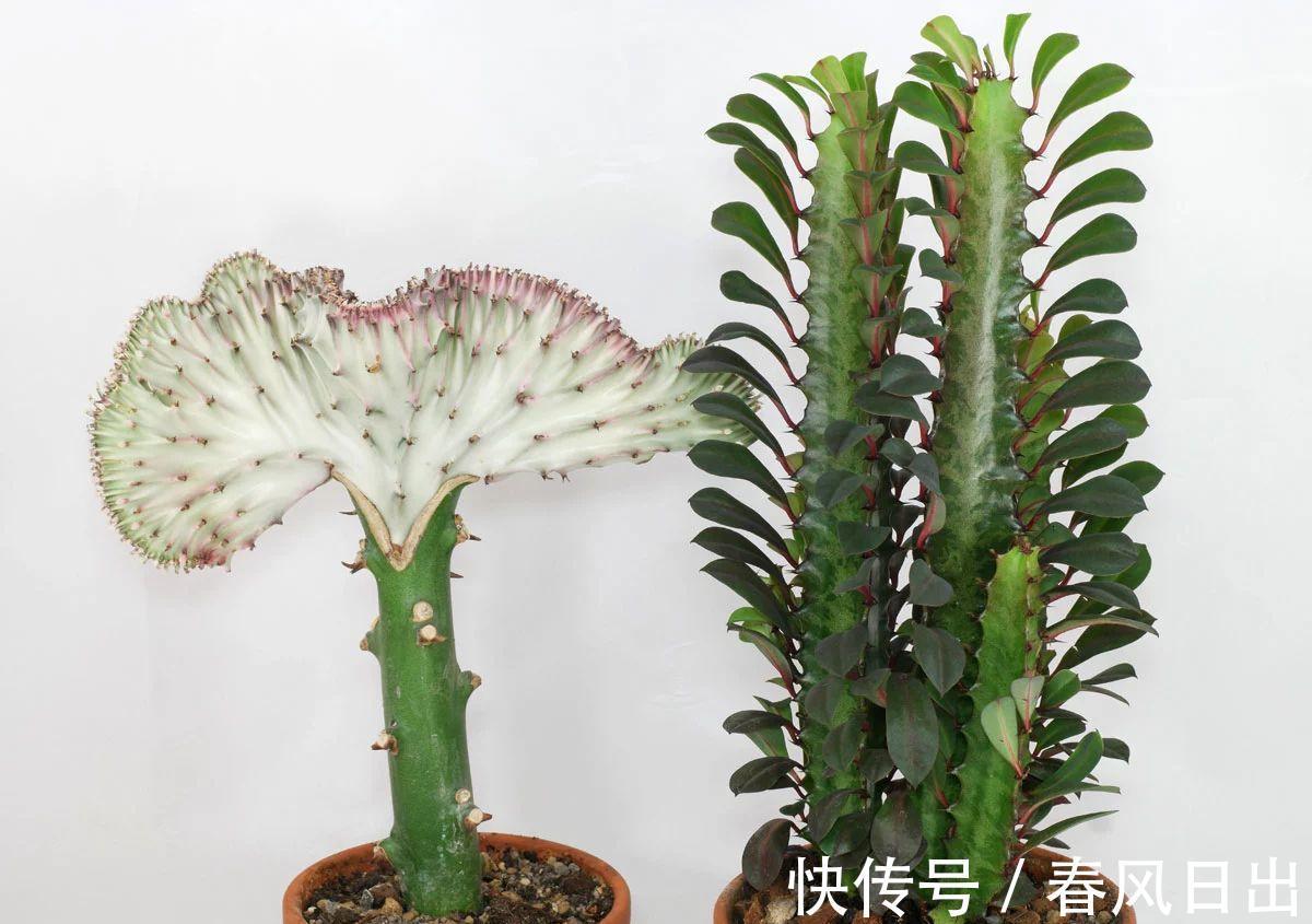 养花在乎寓意,在意颜值和打理难度,就盆栽这5种,全符合条件