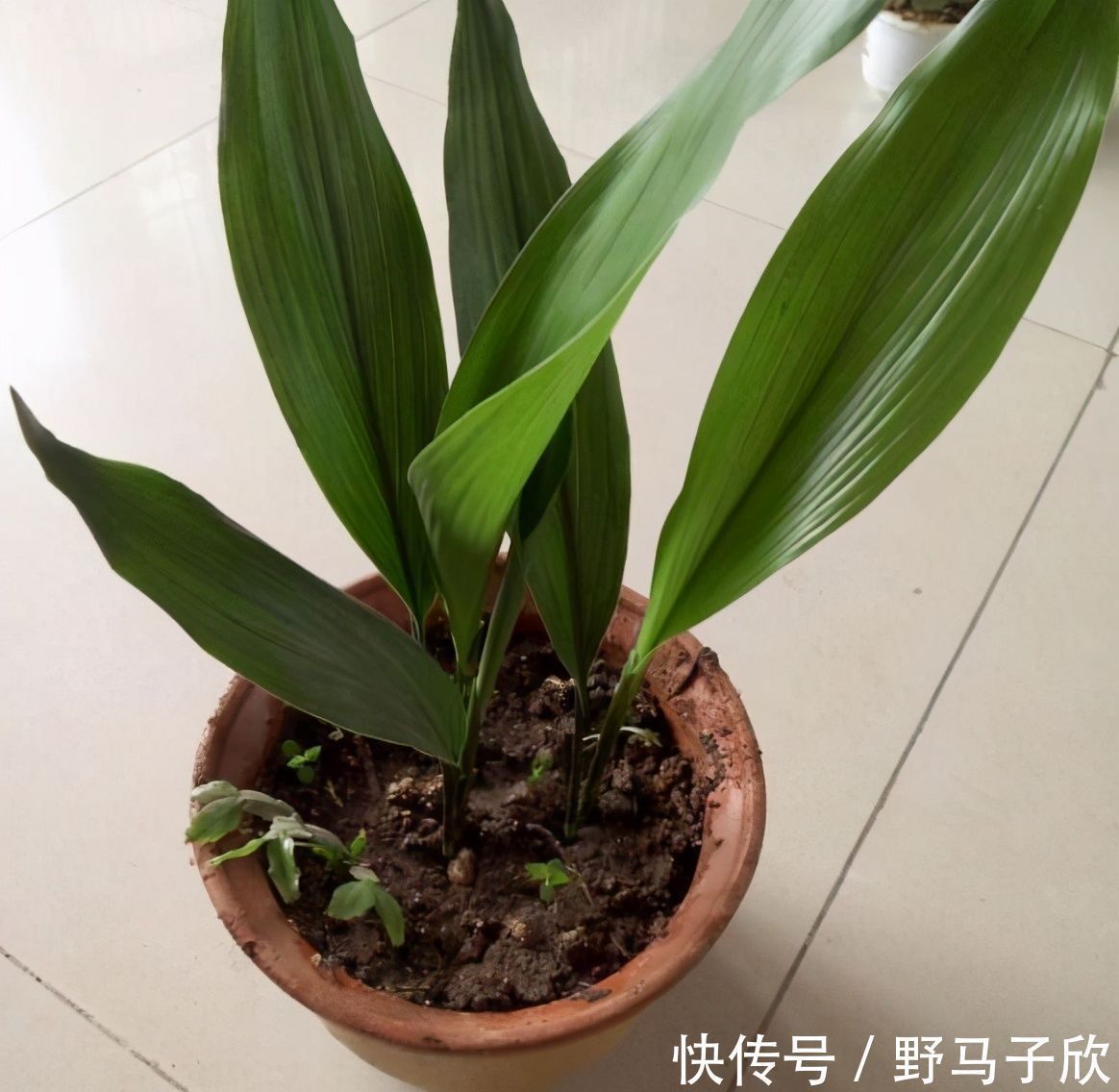 给家里选择“5种”耐荫花,养10年都翠绿、茂密,太省心了