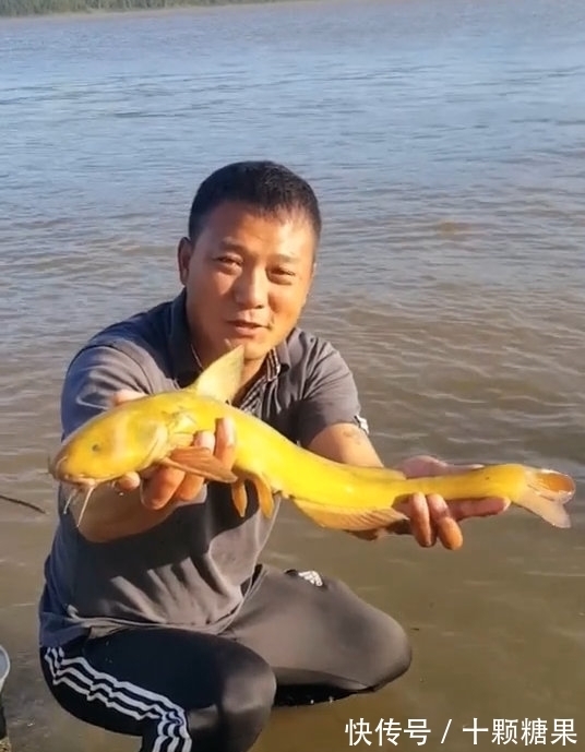 鸭绿江|男子鸭绿江钓到小黄龙，转手放回中