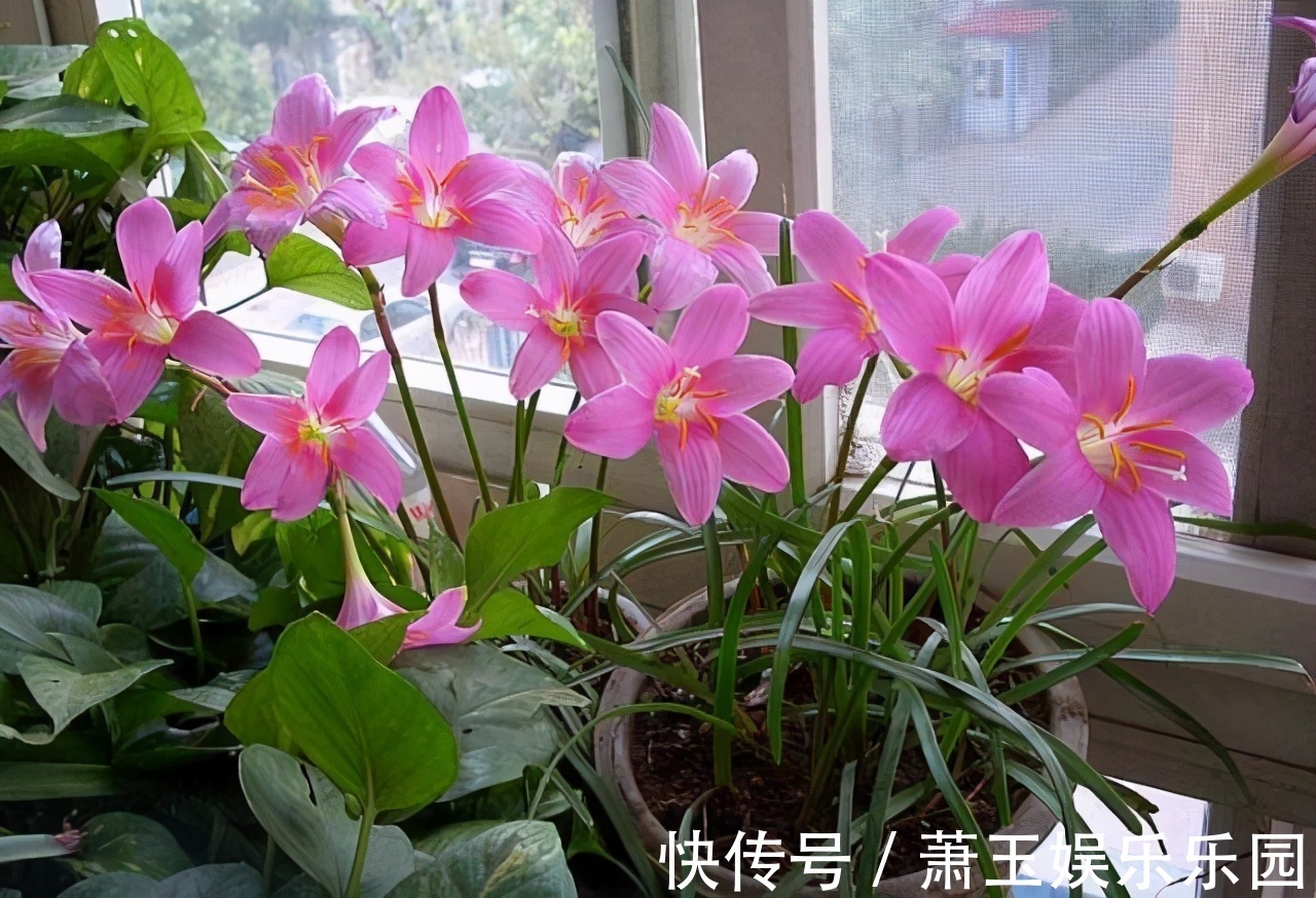 客厅别养“10种花”，虽然很漂亮，却是不利于健康的“危险花”